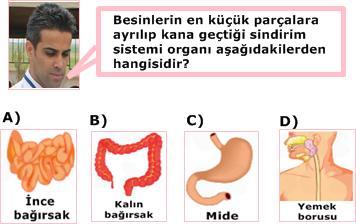 A) Nane B) Mandalina C) Elma D) Peynir 7) Böbreklerimizin sağlığı için aşağıdakilerden hangisi