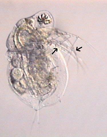1. Sistematik Phylum: Arthropoda Clasis: Crustacea Subclasis: Branchiopoda Ordo: Cladocera Familia: Da