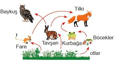 0 aman (s) ) aykuş ve t lk ht yacı olan bes n d ğer tüket - Ç z len graﬁğe göre; c lerden karşılar. ) yoloj k b r k m n en fazla olduğu canlılardan biri t lk d r. canlılardır. 2.