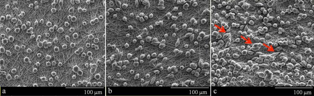 Yüksel E, Karakeçili A, Demirtaş TT,Gümüşderelioğlu M, International Journal of Biological Macromolecules, 20