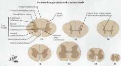 Substantia grisea: Tüm segmentlerde cornu anterius (ön boynuz), cornu posterius (arka boynuz), T1-L2 ve S2-4 segmentlerde cornu laterale (dışyan boynuz) bulunur.