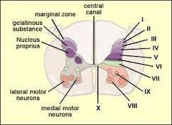 REXED İN LAMİNAR ORGANİZASYONU Duyuların taşındığı medulla spinalis funiculusları