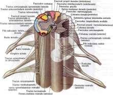 Duysal ve motor liflerden oluşan inen ve çıkan yollar: tr.spinocerebellaris anterior tr.