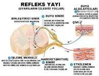Refleks yayı: reseptör afferent nöron, ara nöron, motor nöron ve motor sinir lifi, kaslar OMURİLİKTEKİ TEMEL YOLLAR AFFERENT (ÇIKAN)