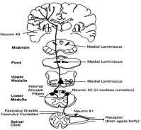 Fasciculus gracilis ve fasciculus cuneatus Taşıdığı duyular: Proprioception, ayırt edici dokunma-basınç duyusu I.