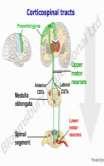 Nöron: Vermis cerebelli (lobuli I-IV), pyramis,lobulus paramedianus Tr. spinocerebellaris anterior Taşıdığı duyular: Şuuraltı proprioception I. Nöron: Ganglion spinale II.