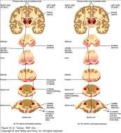 Nöron: Cerebellar cortex (lobulus V) Tractus spinocerebellaris rostralis Tractus spinotectalis Tractus spinoreticularis Tractus spinoolivaris anterior ve posterior EFFERENT (İNEN) YOLLAR