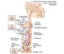 Tractus Vestibulospinalis (Tractus vestibulospinalis lateralis ve medialis) Ventriculus quartus un tabanında bulunan nuclei vestibulares ten başlar Tractus vestibulospinalis lateralis ipsilateral