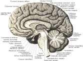 Diencephalon (ara beyin) - Truncus cerebri (beyin sapı) - Cerebellum (beyincik) Kortikospinal yollar gibi medulla spinalis in cornu anterius ve pars intermedia nöronlarında sonlanan birçok yol (tr.