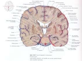 beyin ve beyin sapının bütün bölümlerini belirtmek için kullanılan bir terimdir.