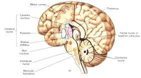 EKSTRAPİRAMİDAL SİSTEM YAPILARI BASAL GANGLIONLAR VE BİR HAREKETİN YAPILMASI Bazal ganglionlar (Nuclei basales) beyin hemisferlerinin derininde yer alan gri cevher nucleuslarından oluşmuştur Bu