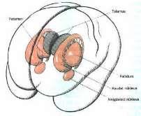 Nucleus caudatus Thalamus un üst lateral inde yer alan VİRGÜL şeklinde bir nucleus tur. En önemli bazal ganglion yapısıdır.