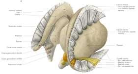 BASAL GANGLİONLAR VE CAPSULA İNTERNA