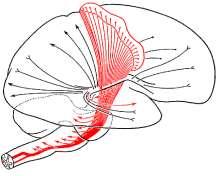 ADHESİO İNTERTHALAMİCA (MASSA İNTERMEDİA) 3.