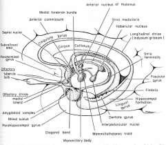 R H İ N E N C E P H A L O N RHİNENCEPHALON UN TEMEL