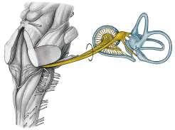 Radiatio optica nın sagittal kısmı 28. Splenium corpus callosi 29.