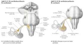 cochearis içerisindeki aksonlar beyin sakında nucleus cochlearis anterior ve posterior da sonlanır Bu nucleus lar medulla oblongata nın üst seviyelerinde
