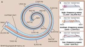 cochlearis ler (2.