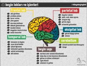 CEREBRUM LOBLARI a. Lobus frontalis: Gyrus precentralis korteksi, temel motor alan (Brodman ın 4. alanı) olup vücudun karşı tarafının iskelet kaslarının innervasyonondan sorumludur.