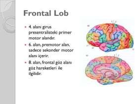 Temel motor alanın hasarında karşı beden yarısı kasları ile ilgili güçsüzlük, hemiparezi, hemipleji, motor konuşma merkezi hasarında Broca afazisi ortaya çıkar.