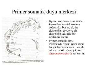 PARİETAL LOPTA BULUNAN ÖNEMLİ ALANLAR Primer sensitif alan: Gyrus postcentraliste yerleşmiştir. Aynı motor kortexte olduğu gibi burada da bir sensorial homonculus bulunur.