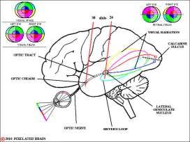 Tüm duyular primer merkez yanında buraya da ulaşır ve gelen duyuların değerlendirilmesi gerçekleşir. Kısaca duyu hafıza merkezi olarak da tanımlanabilir. SENSORİAL CORTEX (SENSORİAL HOMONCULATUS) c.