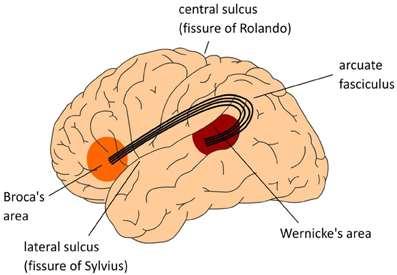 Lobus insularis: Sulcus lateralis in derininde frontal, parietal ve temporal lob ile örtülü olarak bulunur. Daha çok visceral fonksiyonlarla ilgili merkezler bulunur.