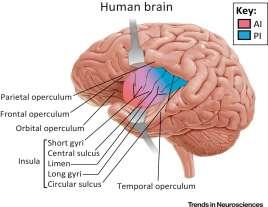 Emosyonel duyularla ilgili olup büyük kısmını koku yolları ve hippocampus oluşturur.