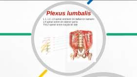 N. SUPRACLAVİCULARİS 2. N. AXİLLARİS 3.N. İNTERCOSTOBRACHİALİS VE CUTANEUS BRACHİ MEDİALİS 4. N. RADİALİS 5. N. CUTANEUS ANTEBRACHİ LATERALİS (MUSCULOCUTANEUS) 6.