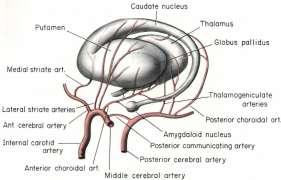 HEUBNER İN RECURRENT ARTERİ*** : ANTERİOR CEREBRAL ARTERİN MEDİAL