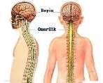 canalis vertebralis içinde yer alır. İntrauterin yaşamın 2-3. ayında vertebral kanalı tümüyle doldurmasına karşın yetişkinde alt ucu L1-2 arasındaki disk düzeyinde sonlanır.