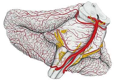 ARTERLERİ III. VE VI.