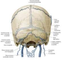 VENOUS VASOCORONA