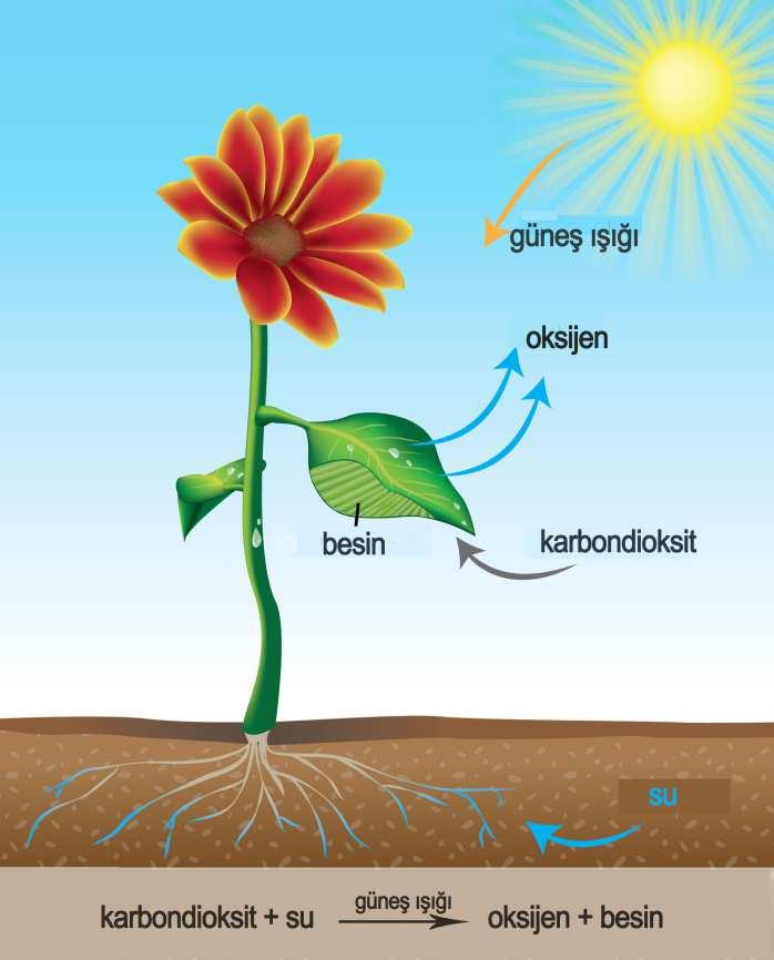 Bazı mikroorganizmalar yaşayabilmesine rağmen yaşamın büyük kısmı yok olur.