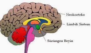Şekil 1. Beynin kısımları Kaynak: Genel Biyoloji, 2008 Beyin sapı (sürüngen beyin), omuriliğin tepesini çevreleyen kısımdır. Nefes almak, kalp atışı, refleks vb.
