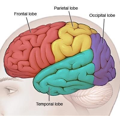 tat alma görevi yapar ve üst arka bölgede bulunur. Arka lob, beynin arka orta kısmında yer alır, görme ile ilgilenen lobtur.