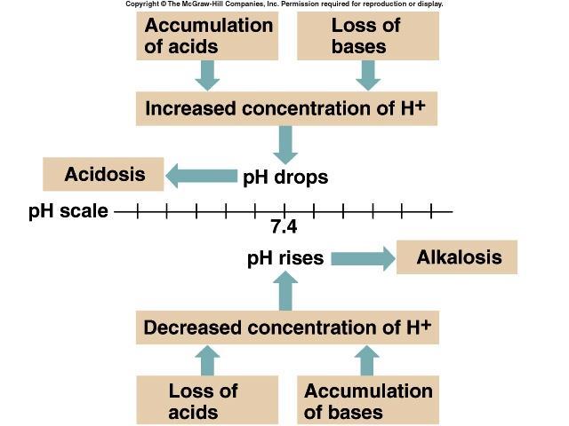 Asitlerin akümülasyonu Bazların kaybı H + konsantrasyonunda artma Asidozis ph skalası ph