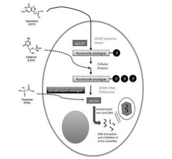 Etki mekanizması Direnç mekanizması Gansiklovir direnç en fazla UL 97 kinaz mutasyonu, daha az UL54 DNA