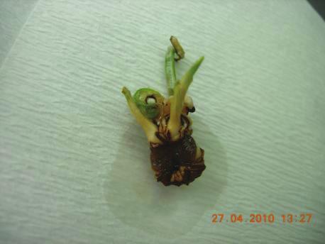mg/l BAP+ 0,5 mg/l NAA içeren MS ortamında  chrysanthus