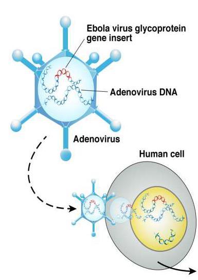 Ebola Virüs Aşısı-Adenovirus Ebola