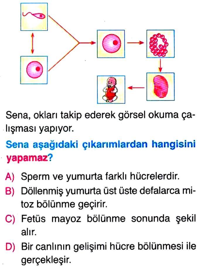 Ali Öğretmen, yukarıdaki görseli inceleyen Şerafettin e sorular soruyor.