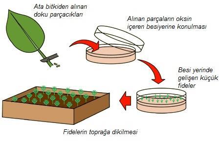 Bu yöntem sayesinde bitkinin tohum verimliliği, ürün miktarı ve kalitesi artırılabilir.