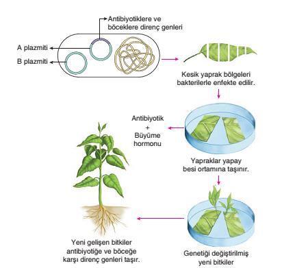 Bitki hücrelerine yeni genlerin aktarılmasında taşıyıcı (vektör) olarak Agrobacterium tumefaciens bakterisinden elde edilen bir plazmit kullanılır.