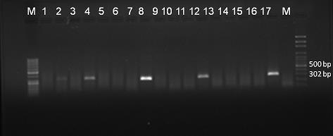 23 Şekil 4.5. Aceria ficus Cotte. ile taşıma sonrası incir çöğür yapraklarından yapılan RT-PCR ın FMV e özgü sonuçları, Marker:M; Negatif kontrol:1; FMV: 2,4,8,12; Pozitif kontrol:16. C. rusci ile taşıma sonrasında yapraklardan elde edilen total nükleik asit ile RT- PCR yapıldığında FLMaV-1 e özgü 352 bp uzunluğunda bant elde edilirken (Şekil 4.