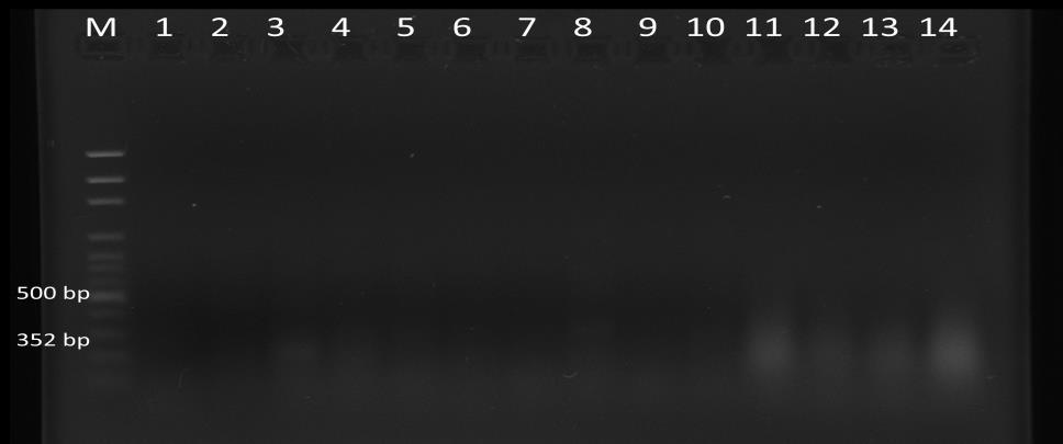 24 Taşıma sonrası C. rusci bireylerinin böcek dokusundan yapılan RT-PCR ile FLMaV-1 için 352 bp uzunluğunda silik bantlar elde edilmiştir.