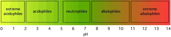 Nötrofil mikroorganizmaların gelişme için optimal ph değerleri 5-8 arasındadır.