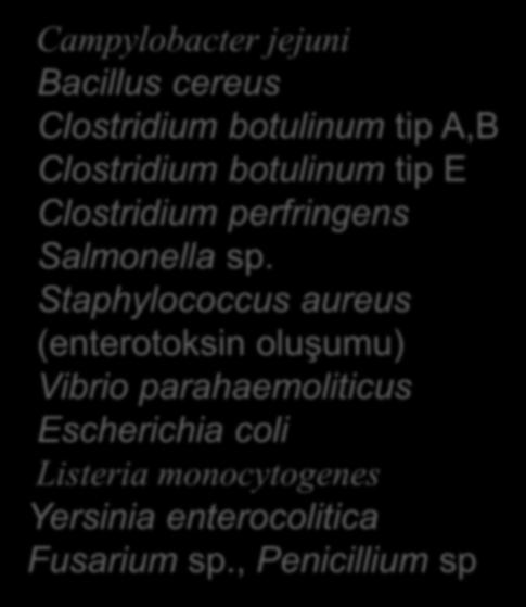 Bazı mikroorganizmaların minimal üreme sıcaklıkları Mikroorganizma C Campylobacter jejuni Bacillus cereus Clostridium botulinum tip A,B Clostridium botulinum tip E Clostridium perfringens