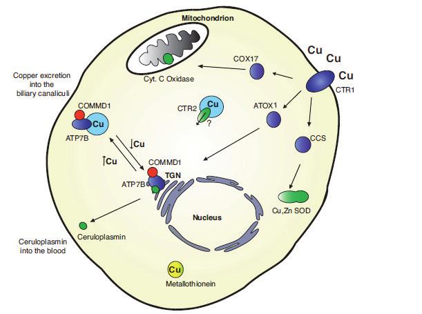 Mitokondri Bakırın biliyer kanala atılımı Çekirdek Seruloplazmin kana verilişi Seruloplazmin Metallotionein Şekil 2.