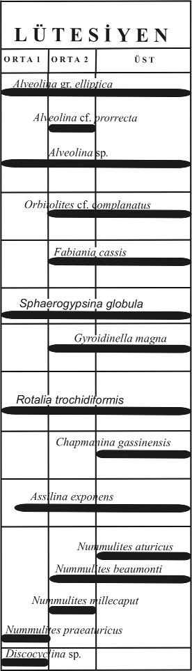 Görmüfl vd. 7 Çizelge 2. nceleme alan nda ay rtlanan S Bentik Foraminifer Biyozonlar (SB). Table 2. Shallow Benthic Foraminiferal Zones (SB) identified in the study area.