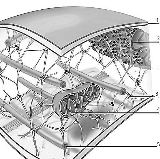 7. Mikroskop fotoğrafında hücre iskeleti gözterilmiştir. Sayılar ile işaret edilen kısımlarını isimlerini yaz. 1. Hücre zarı 2. Еndoplazmik retikülum 3. Ribozomlar 4. Мitokondri 5.